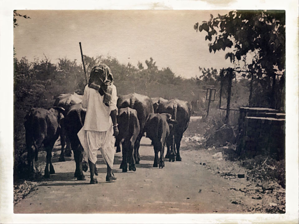 Photo of Dandi Kooch: walking the Gandhi way 30/94 by Ravinder Singh