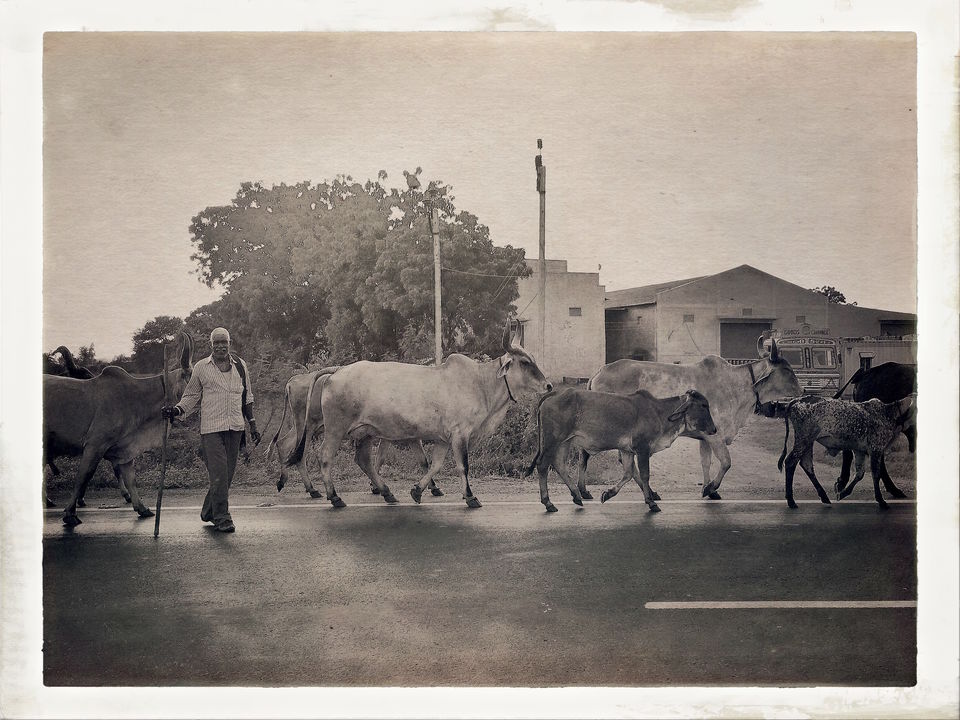 Photo of Dandi Kooch: walking the Gandhi way 37/94 by Ravinder Singh