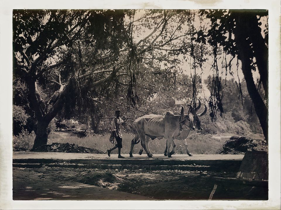 Photo of Dandi Kooch: walking the Gandhi way 40/94 by Ravinder Singh