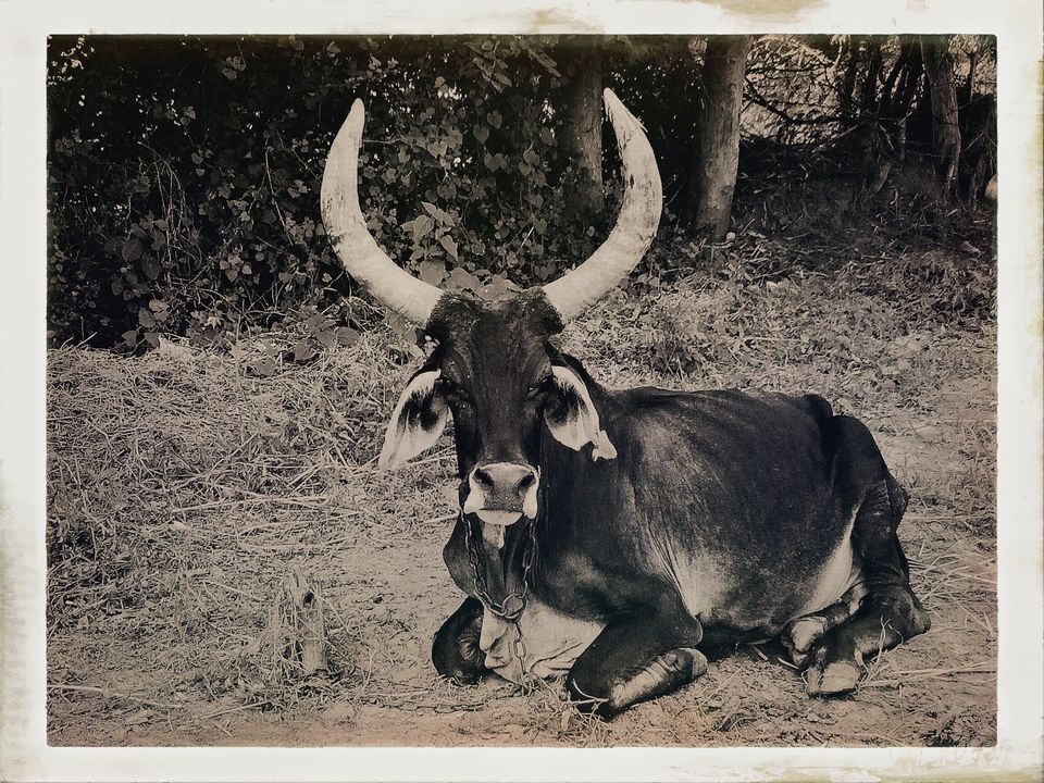 Photo of Dandi Kooch: walking the Gandhi way 58/94 by Ravinder Singh