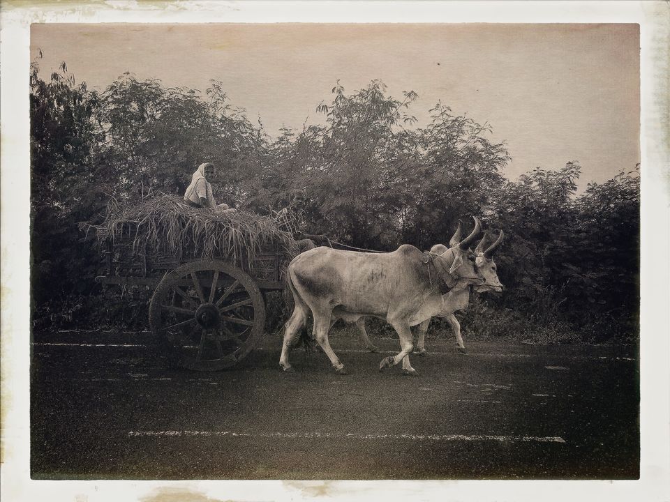 Photo of Dandi Kooch: walking the Gandhi way 80/94 by Ravinder Singh