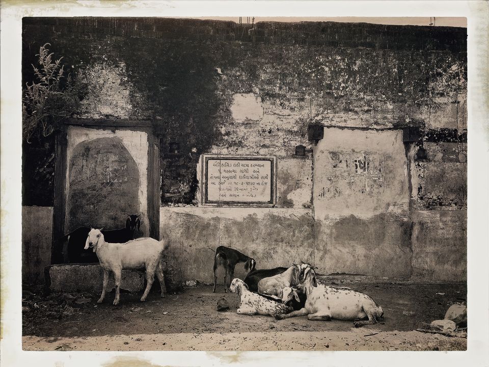 Photo of Dandi Kooch: walking the Gandhi way 82/94 by Ravinder Singh