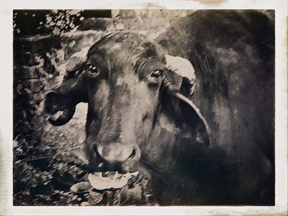 Photo of Dandi Kooch: walking the Gandhi way 85/94 by Ravinder Singh