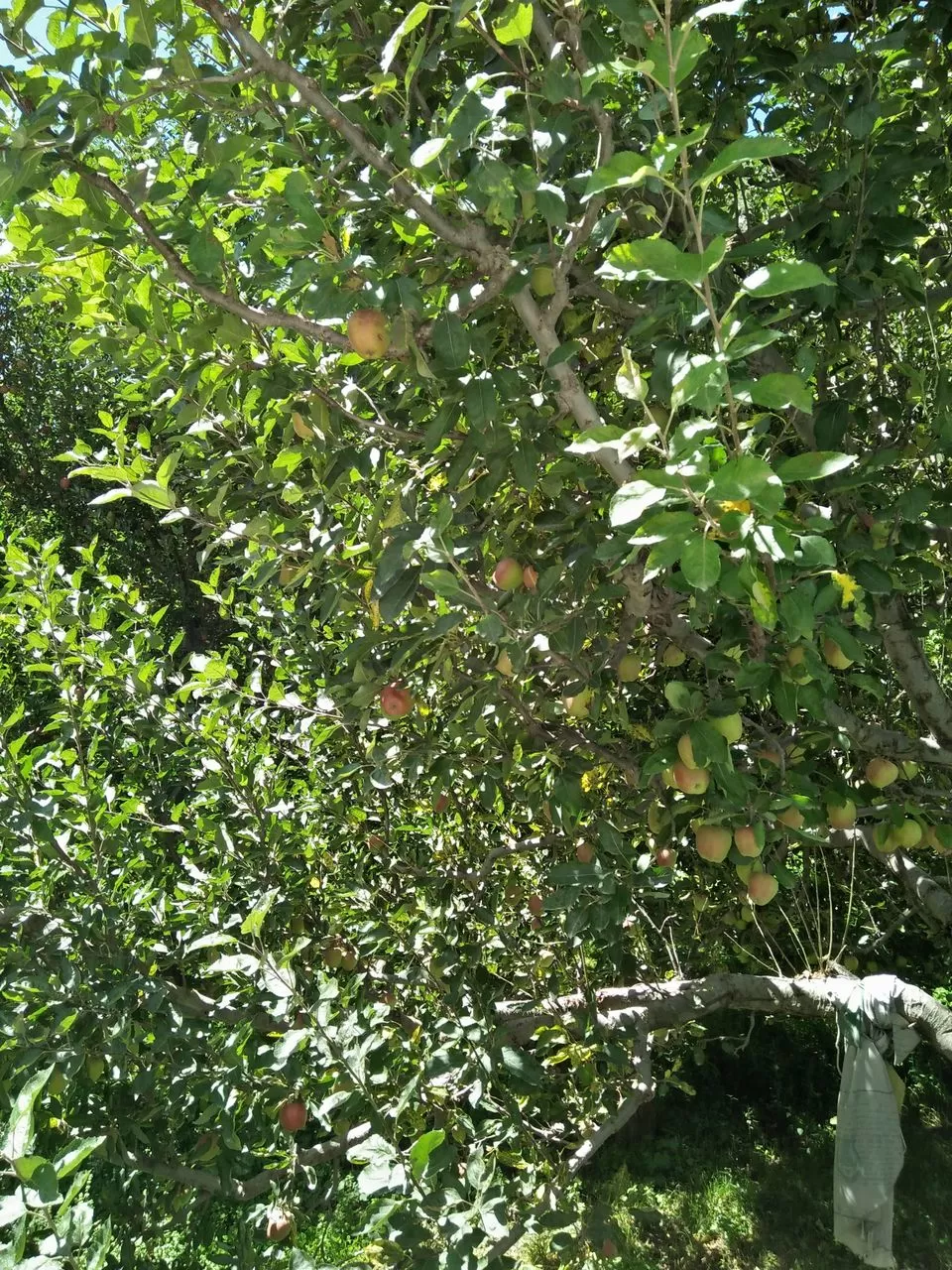 Photo of Sangla, Himachal Pradesh, India by Namita Singh