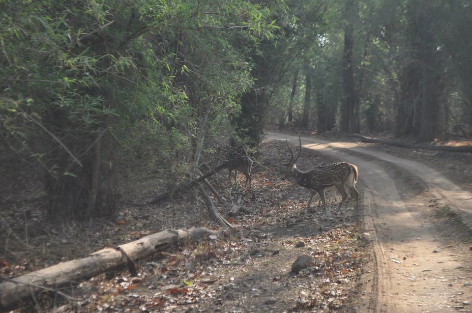 Photo of Kanha National Park May 2014 by Vaibhav Sharma