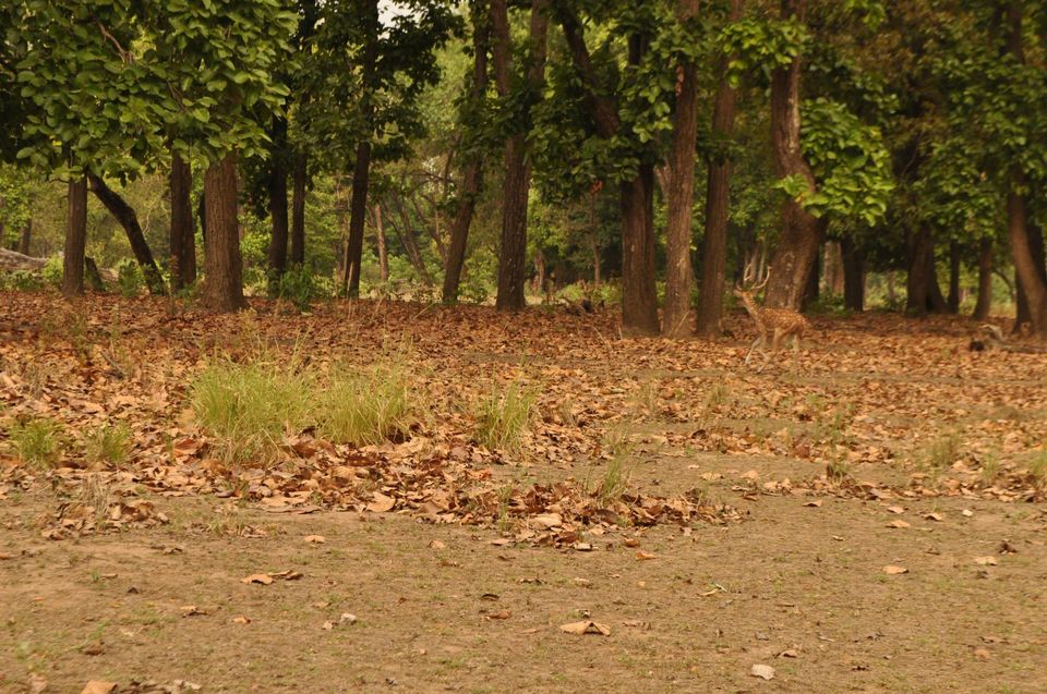 Photo of Kanha National Park May 2014 by Vaibhav Sharma