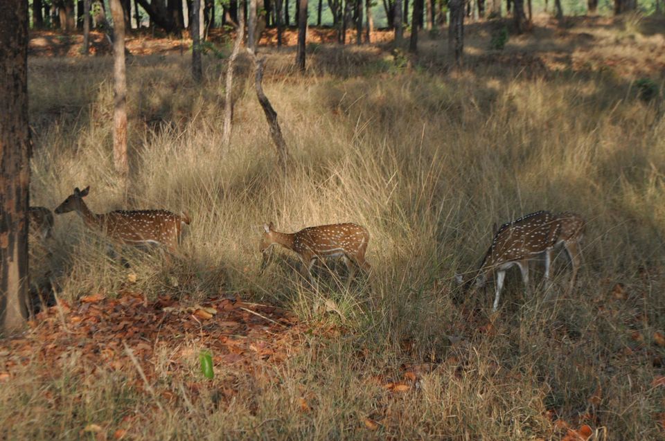 Photo of Kanha National Park May 2014 by Vaibhav Sharma