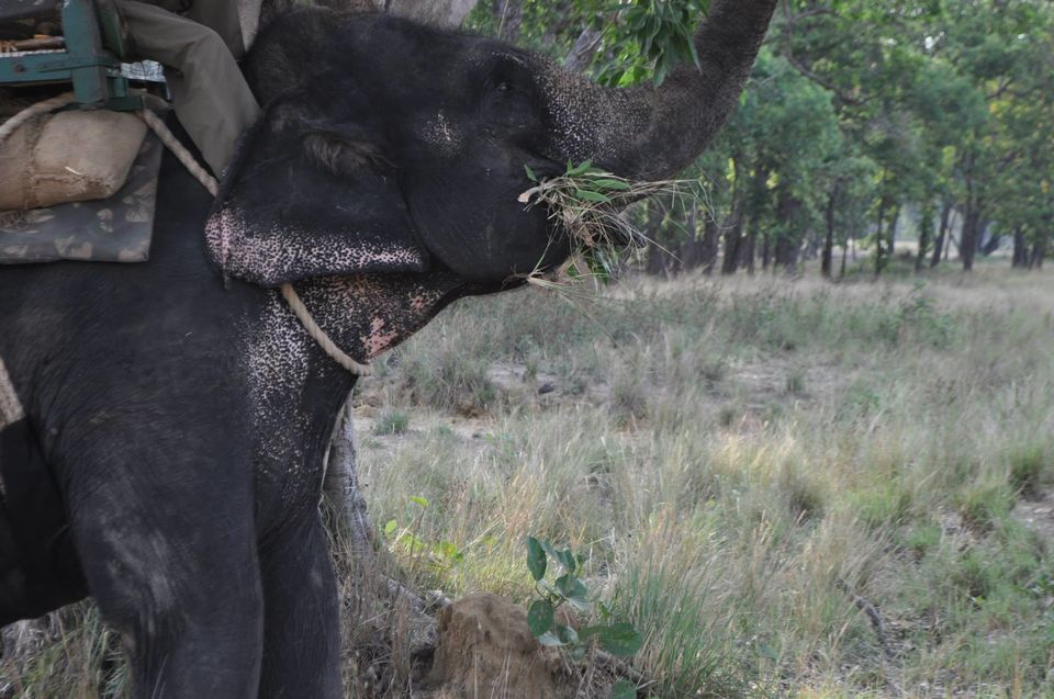 Photo of Kanha National Park May 2014 by Vaibhav Sharma