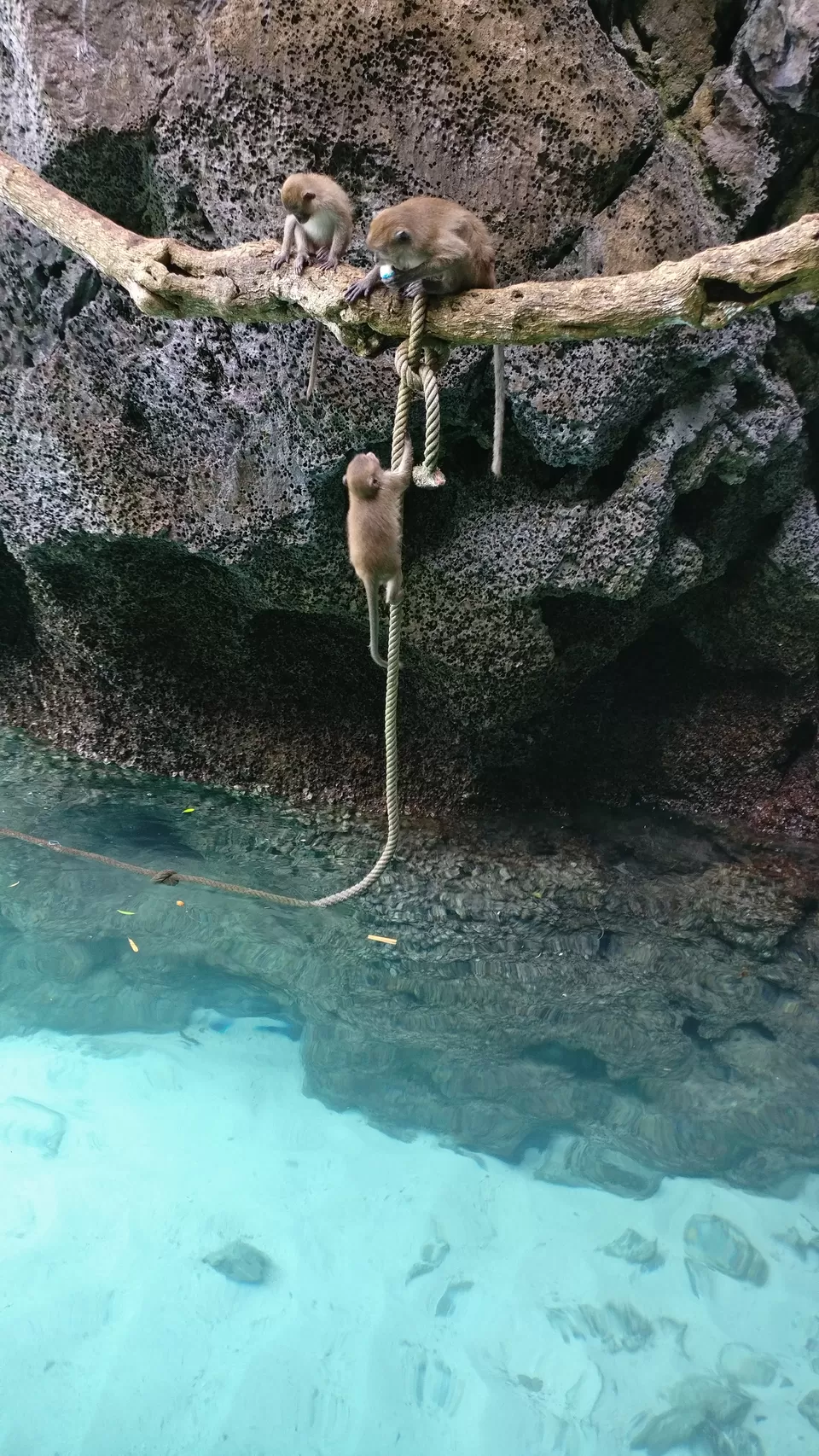 Photo of Monkey Beach, Krabi, Thailand by Pramod Krishna Prasad