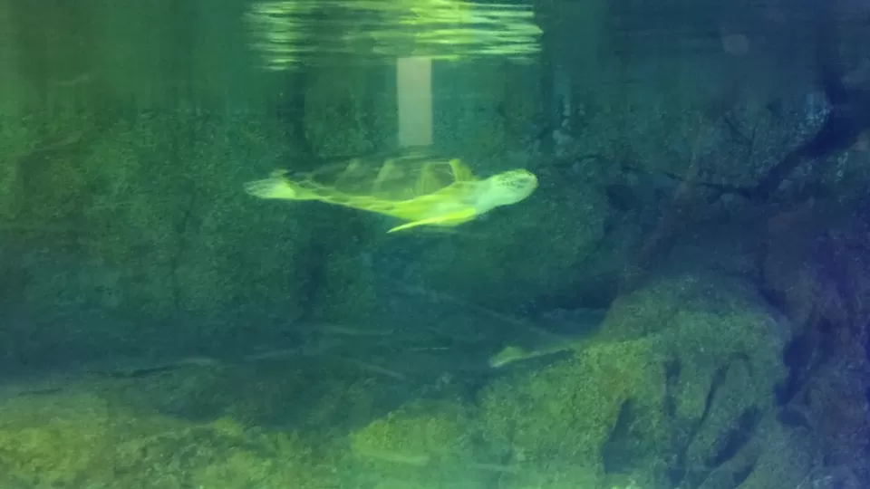 Photo of SEA LIFE Bangkok Ocean World, Rama I Road, Pathum Wan, Pathum Wan District, Bangkok, Thailand by Pramod Krishna Prasad