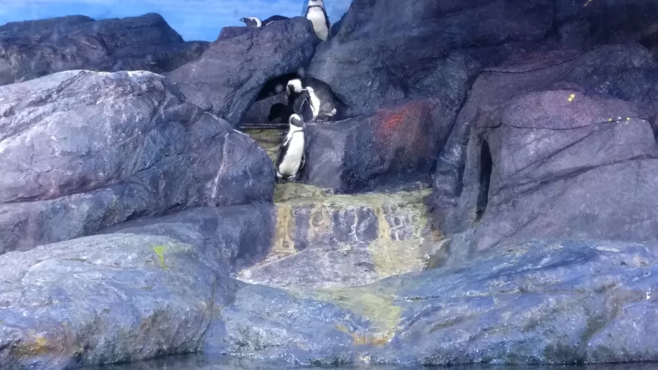 Photo of SEA LIFE Bangkok Ocean World, Rama I Road, Pathum Wan, Pathum Wan District, Bangkok, Thailand by Pramod Krishna Prasad