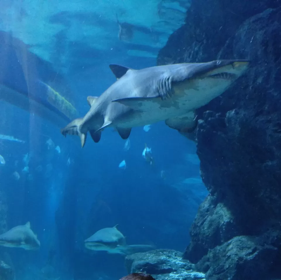 Photo of SEA LIFE Bangkok Ocean World, Rama I Road, Pathum Wan, Pathum Wan District, Bangkok, Thailand by Pramod Krishna Prasad