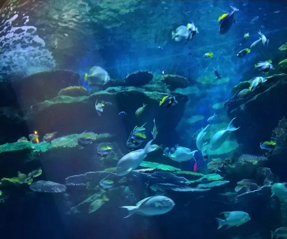 Photo of SEA LIFE Bangkok Ocean World, Rama I Road, Pathum Wan, Pathum Wan District, Bangkok, Thailand by Pramod Krishna Prasad