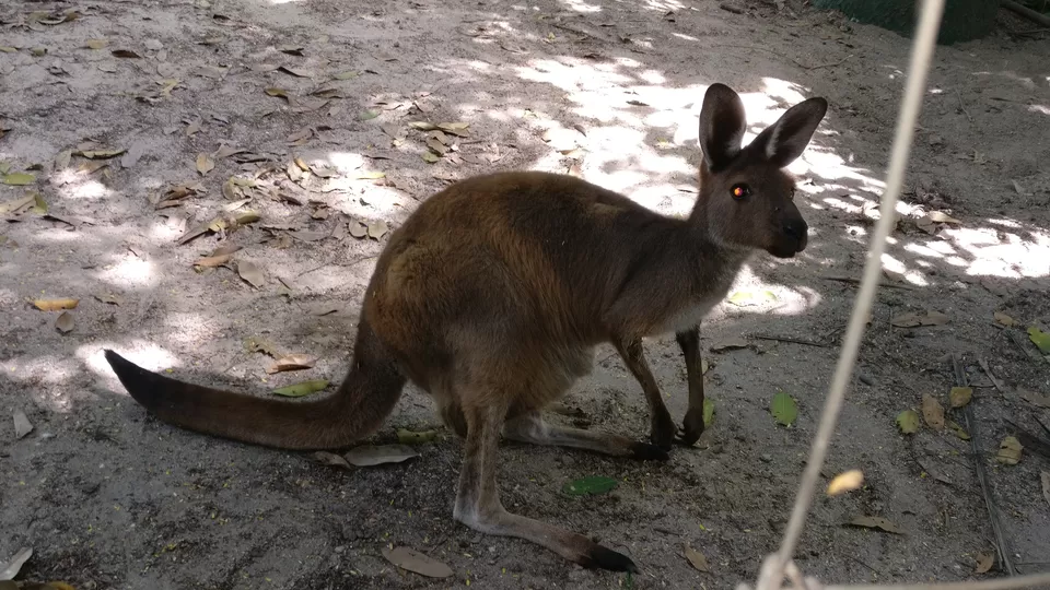 Photo of Safari World, Panya Indra Road, Sam Wa Tawan Tok, Khlong Sam Wa, Bangkok, Thailand by Pramod Krishna Prasad