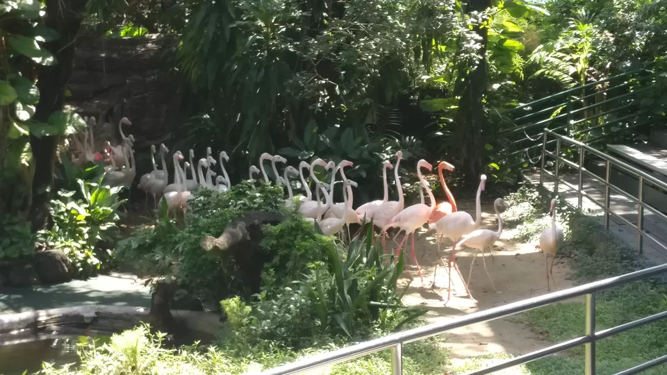 Photo of Safari World, Panya Indra Road, Sam Wa Tawan Tok, Khlong Sam Wa, Bangkok, Thailand by Pramod Krishna Prasad