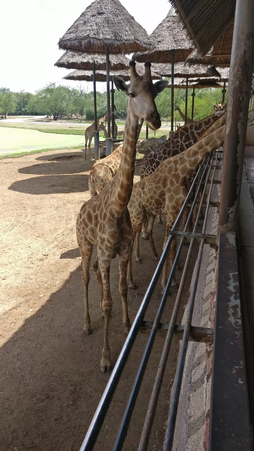 Photo of Safari World, Panya Indra Road, Sam Wa Tawan Tok, Khlong Sam Wa, Bangkok, Thailand by Pramod Krishna Prasad