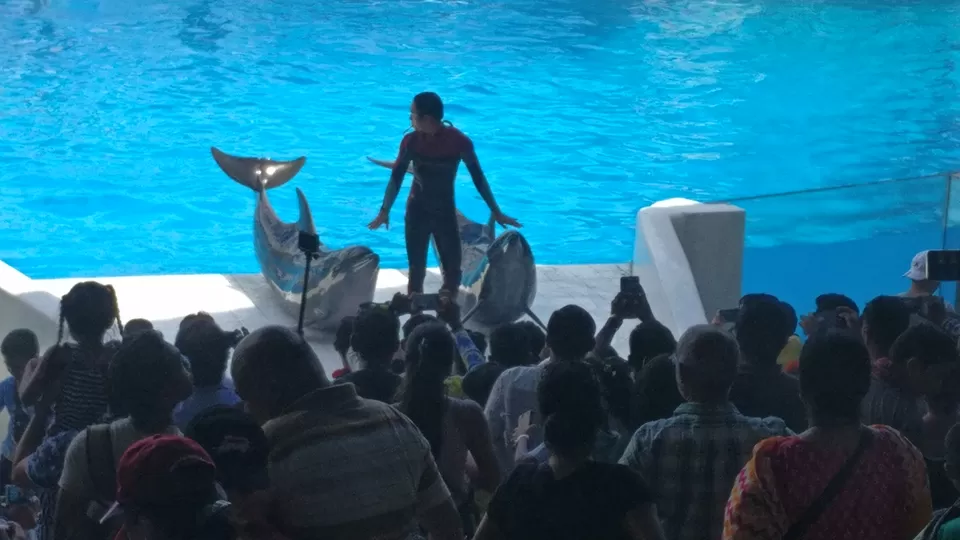 Photo of Safari World, Panya Indra Road, Sam Wa Tawan Tok, Khlong Sam Wa, Bangkok, Thailand by Pramod Krishna Prasad