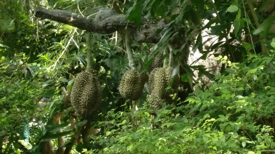 Photo of Safari World, Panya Indra Road, Sam Wa Tawan Tok, Khlong Sam Wa, Bangkok, Thailand by Pramod Krishna Prasad