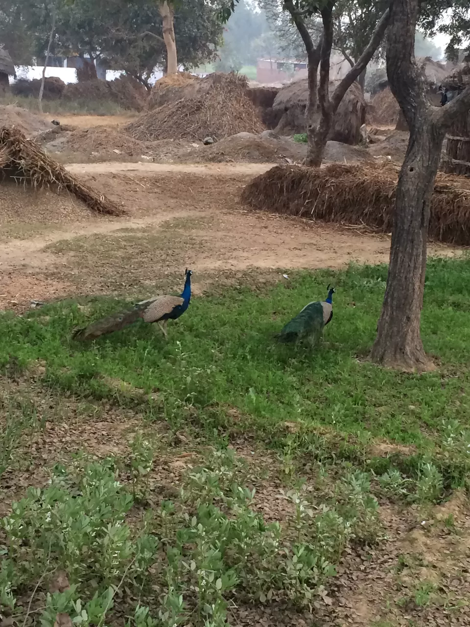 Photo of Sirauli, Uttar Pradesh, India by corporateslave
