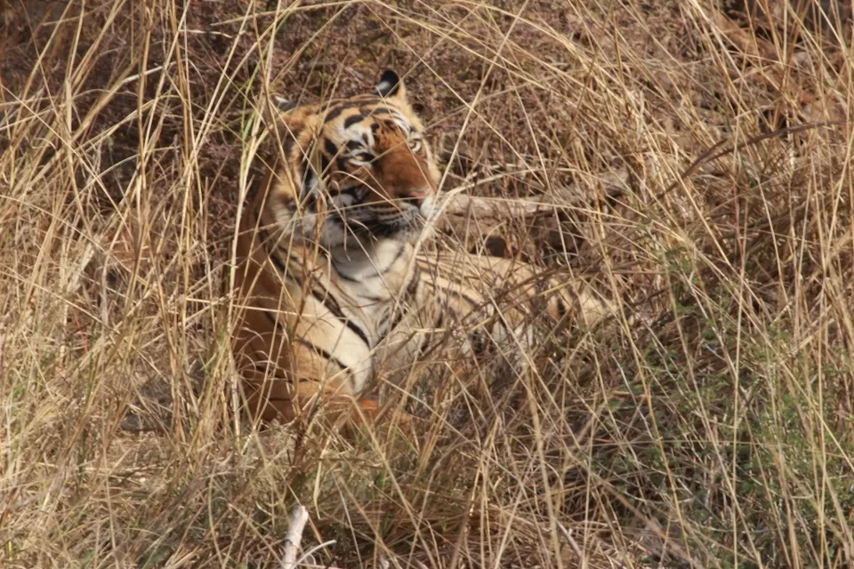 Photo of Ranthambore National Park Safari, Vikas Marg, Laxmi Nagar, New Delhi, Delhi, India by corporateslave