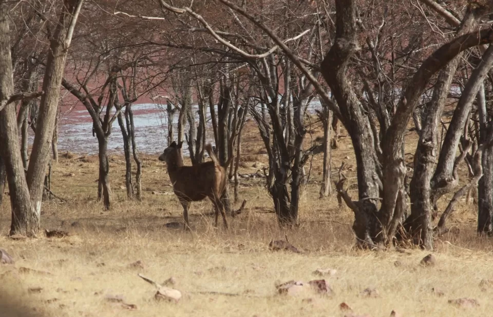 Photo of Ranthambore National Park Safari, Vikas Marg, Laxmi Nagar, New Delhi, Delhi, India by corporateslave