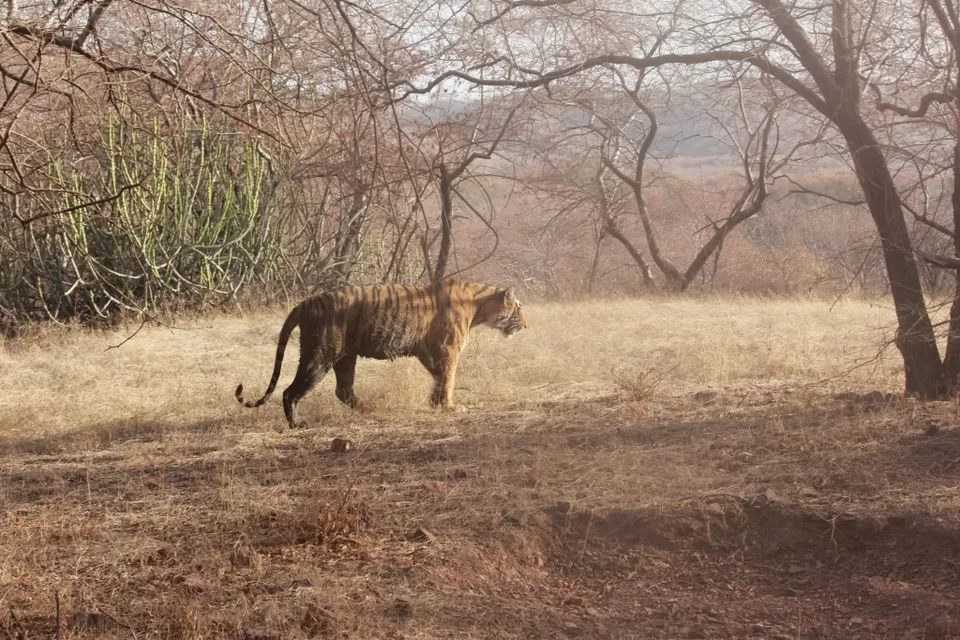 Photo of Ranthambore National Park Safari, Vikas Marg, Laxmi Nagar, New Delhi, Delhi, India by corporateslave