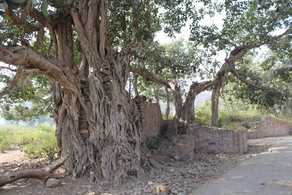 Photo of Bhangarh, Rajasthan, India by corporateslave