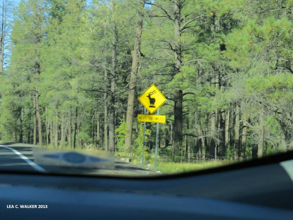 Photo of US Route 89 - The Ultimate Road Trip 4/21 by Lea Walker