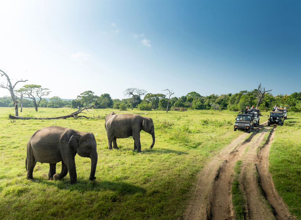 Photo of Reasons Why You Should Visit Sri Lanka 4/5 by Kaylen Oorloff