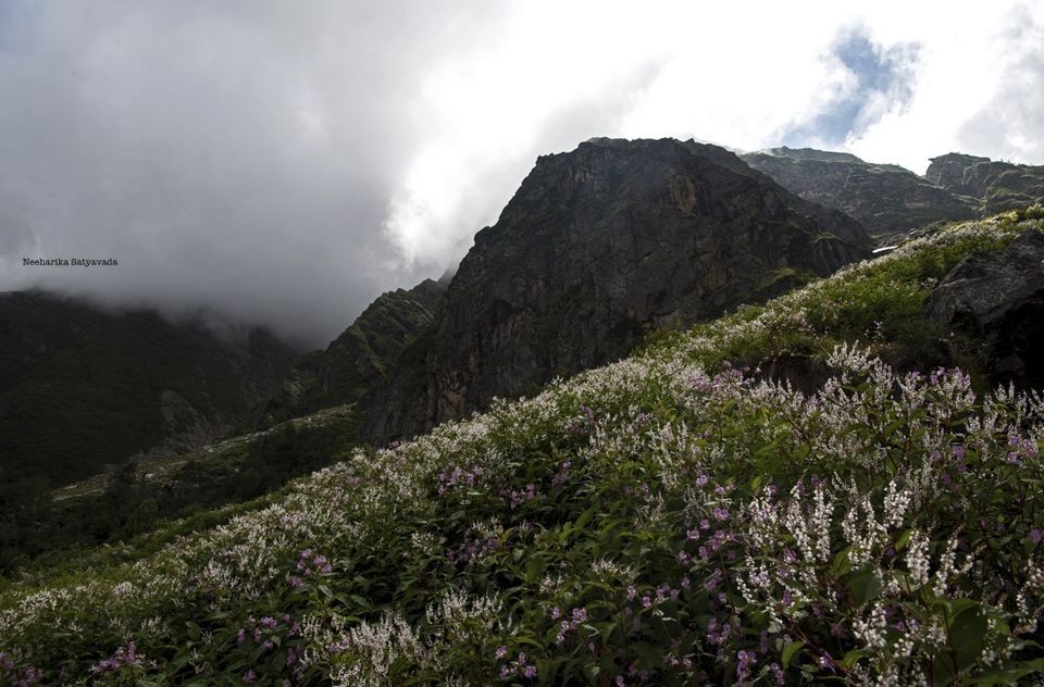 Photo of In Pictures: Valley of Flowers by Neeharika Satyavada