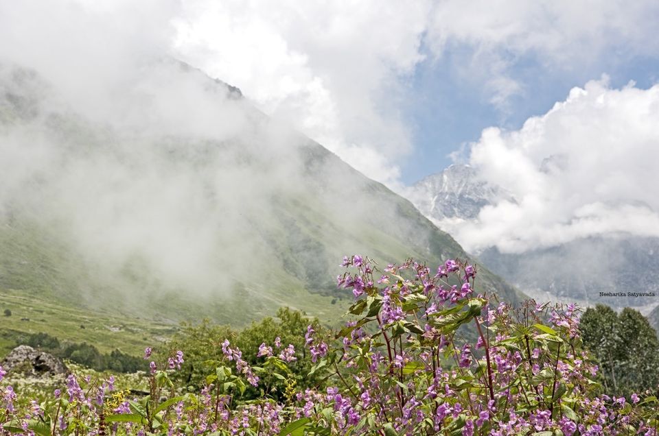 Photo of In Pictures: Valley of Flowers by Neeharika Satyavada