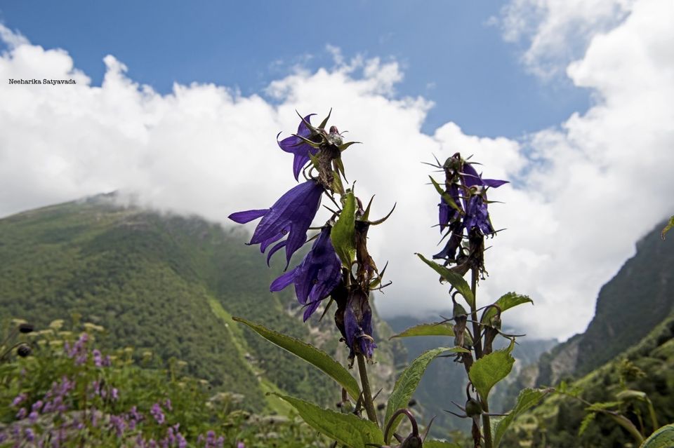 Photo of In Pictures: Valley of Flowers by Neeharika Satyavada