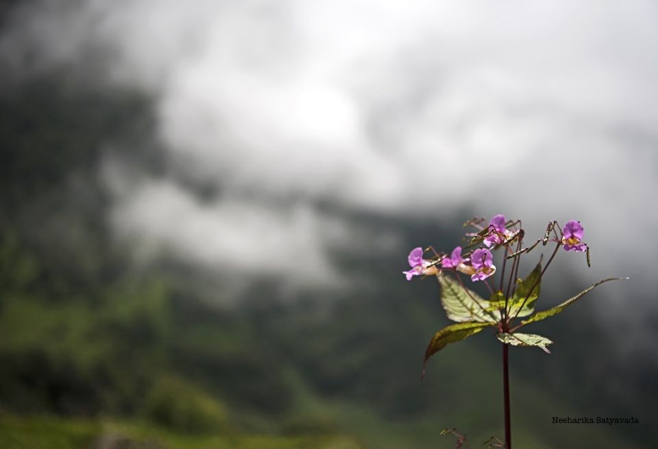 Photo of In Pictures: Valley of Flowers by Neeharika Satyavada