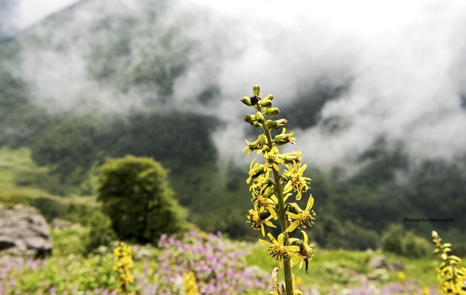 Photo of In Pictures: Valley of Flowers by Neeharika Satyavada