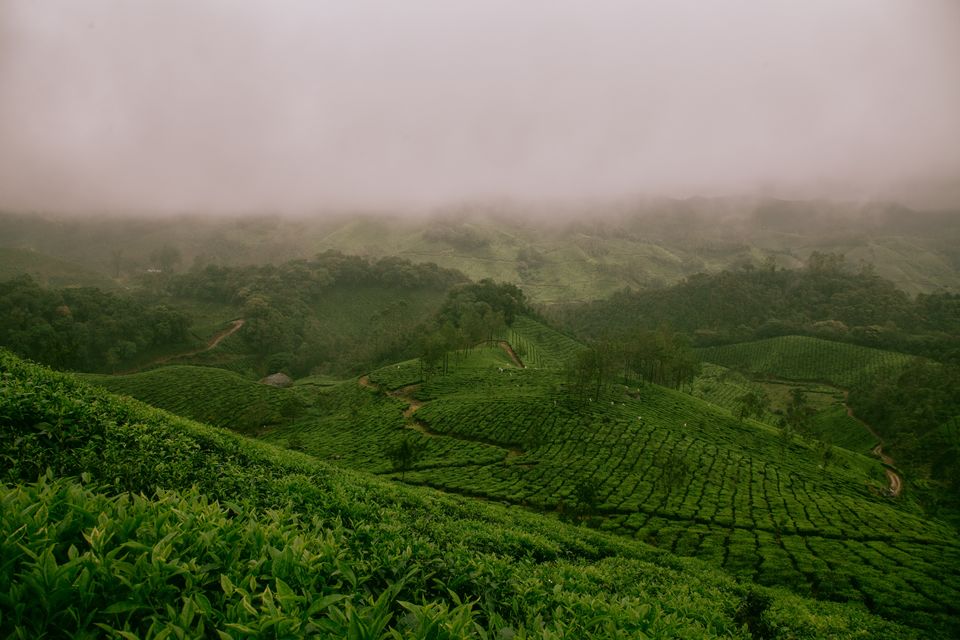 Photo of Munnar, Kerala, India by Aahna