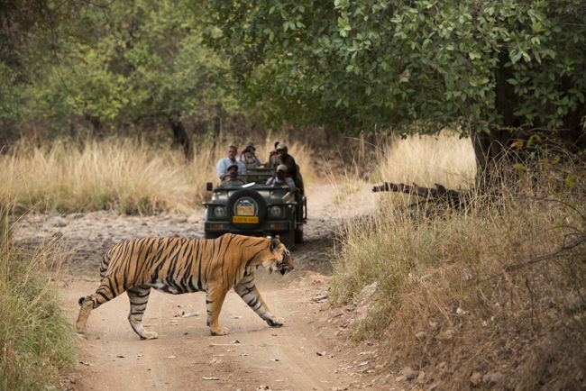 Photo of Spend 'Glamping' In The Royal Tents Of Ranthambore 2/5 by Aahna