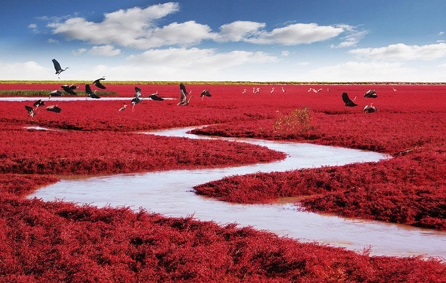 Photo of That's What You Call A Sea Of 'Red' by Aahna