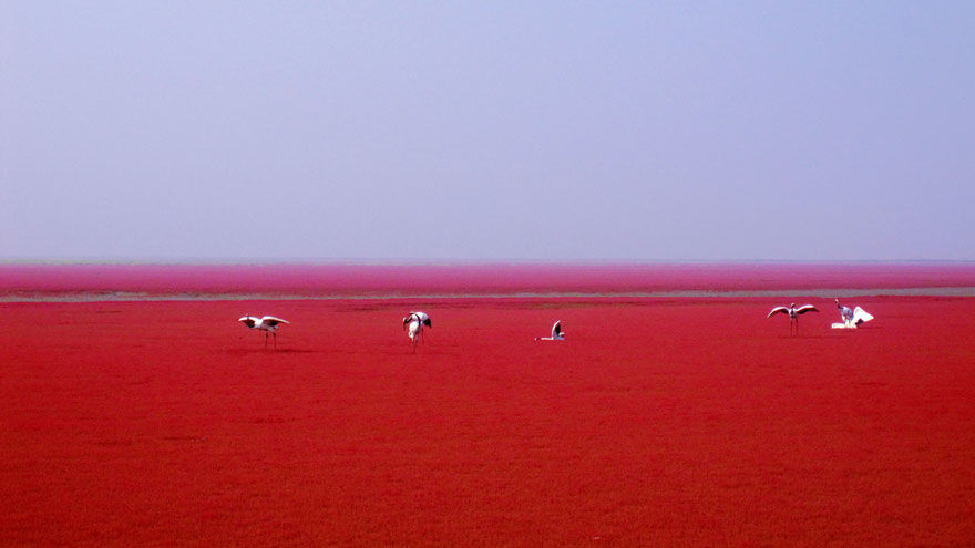 Photo of That's What You Call A Sea Of 'Red' by Aahna