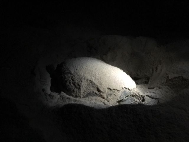 Photo of Turtle Watching In Oman - YES! by Aahna