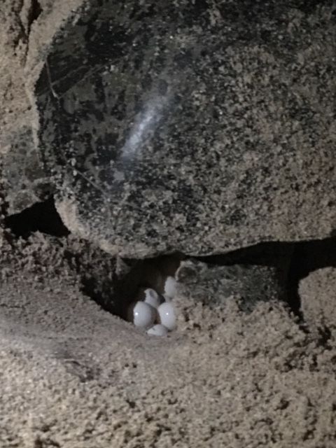 Photo of Turtle Watching In Oman - YES! by Aahna