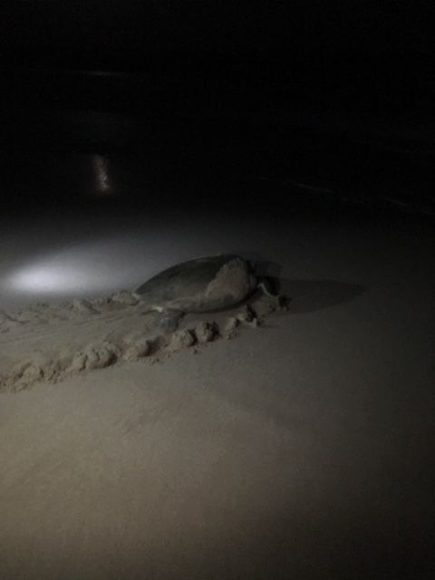 Photo of Turtle Watching In Oman - YES! by Aahna