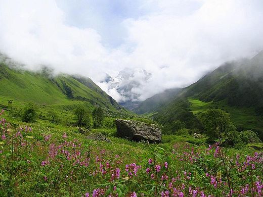 Photo of Valley Of Flowers, Uttarkashi, Uttarakhand, India by Aahna