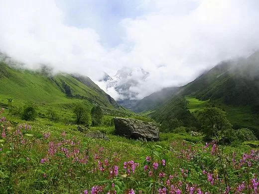 Photo of Valley Of Flowers, Uttarkashi, Uttarakhand, India by Aahna