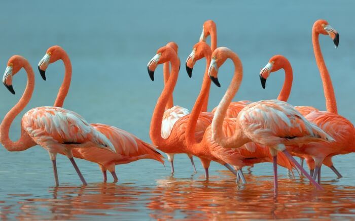Photo of Flamingo Safari in the new thing in Mumbai: The Coastal and Marine Biodiversity Park by Aahna