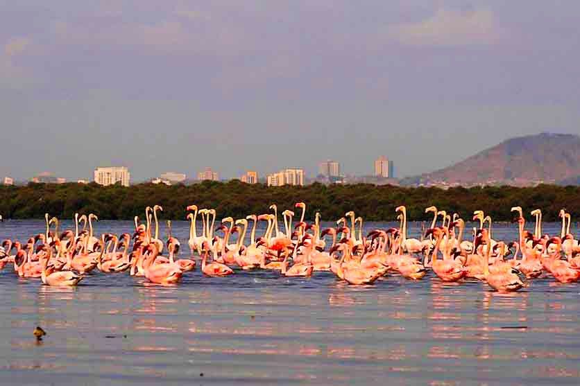 Photo of Flamingo Safari in the new thing in Mumbai: The Coastal and Marine Biodiversity Park by Aahna