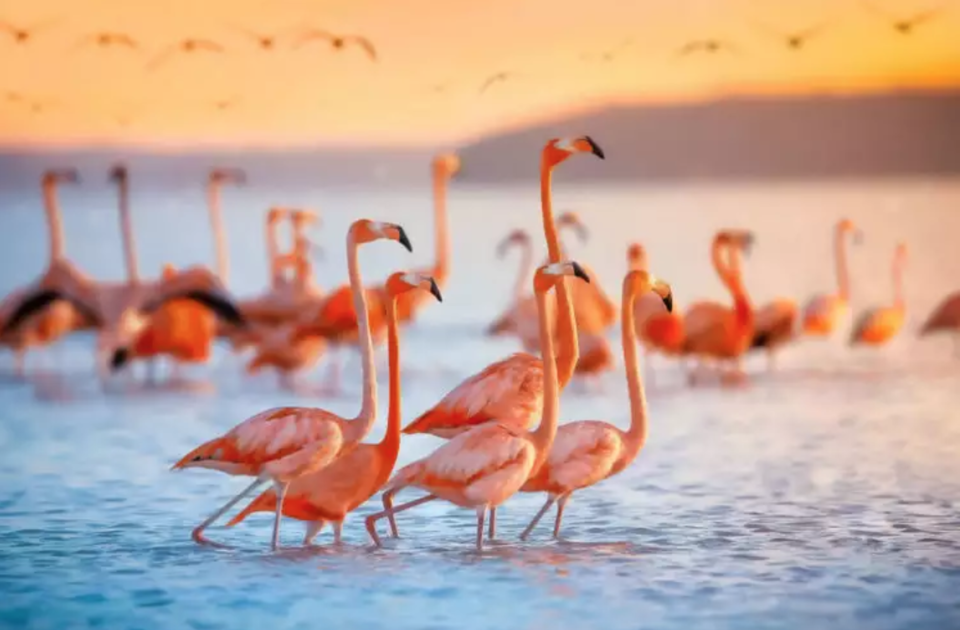Photo of Flamingo Safari in the new thing in Mumbai: The Coastal and Marine Biodiversity Park by Aahna