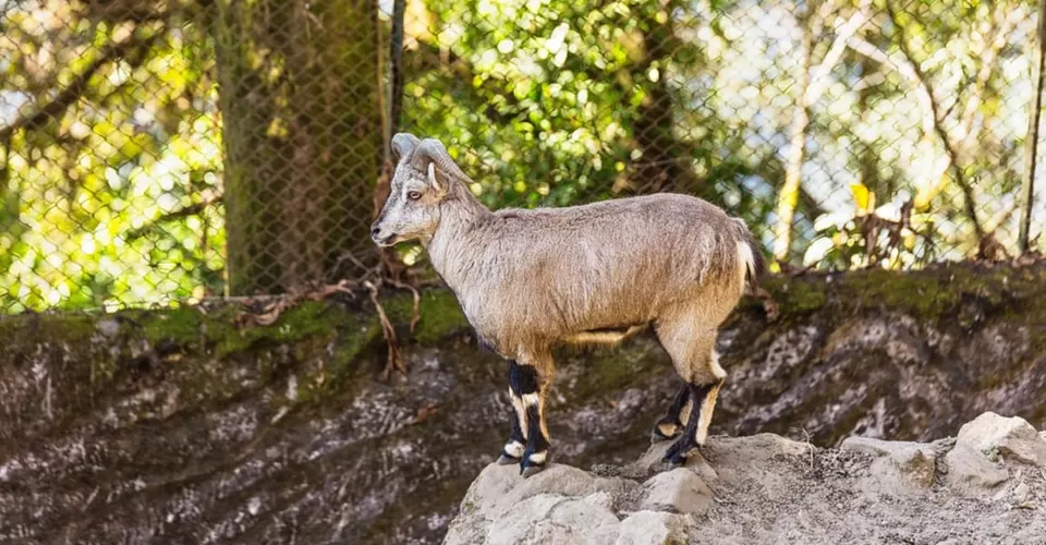 Photo of Darjeeling by BUSINESS BITES