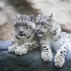 Photo of Leh Ladakh Tours by BUSINESS BITES