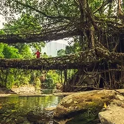 Photo of Megalaya by BUSINESS BITES