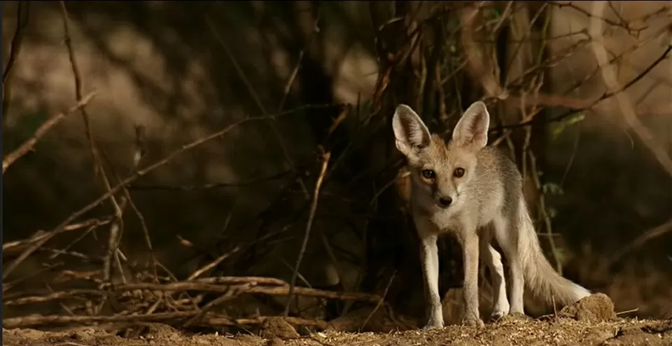 Photo of Bundi by BUSINESS BITES